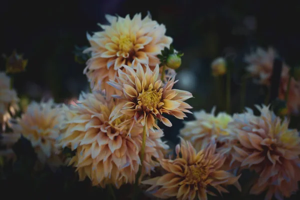 Creamy Yellow Chrysanthemums Autumn Park Seasonal Flowers Growing Late Summer — Stockfoto