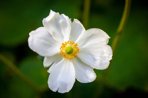 White Japanese Anemones Green Natural Background Growing Hybrid Plants Botanical — Fotografia de Stock