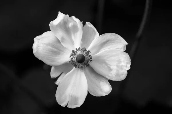 Witte Enkele Japanse Anemoon Bloem Donkere Achtergrond Hybride Planten Kweken — Stockfoto