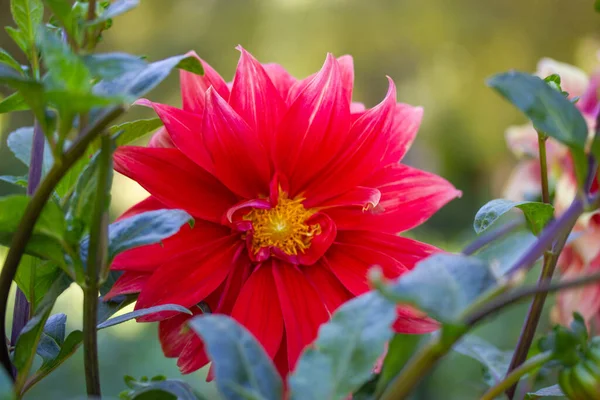 Jeden Piękny Czerwony Różowy Pączek Kwiatowy Dalia Rośnie Kwitnący Ogrodzie — Zdjęcie stockowe