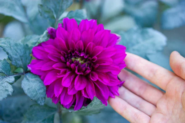 One beautiful lilac violet dahlia in female hand. A flower bud blooming in a botanical garden in a summer, in a fall season. Autumnal flowers growing care. Floral wallpaper. Floriculture, gardening.