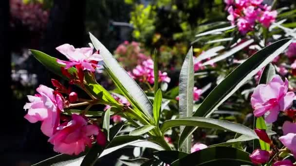 분홍빛 산딸나무의 사이로 여름철에는 영구적으로 상록수 수목원 식물원 공원이다 꽃무늬 — 비디오