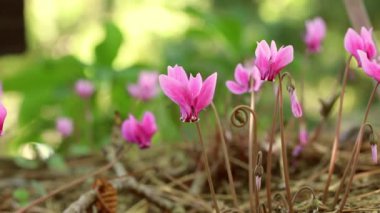 Pembe leylak siklaklar hederifolium çiçekleri yazın vahşi doğada bir botanik bahçesinde, parkta, ormanda yetişir. Baharda ulusal bir parkta çiçek açar. Doğa uyanıyor. Ormanda vahşi siklamenler