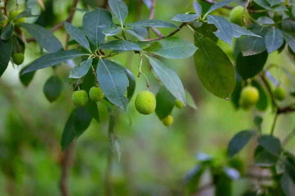 Kudrania Árvore Morango Com Frutos Redondos Verdes Entre Folhagem Verde — Fotografia de Stock