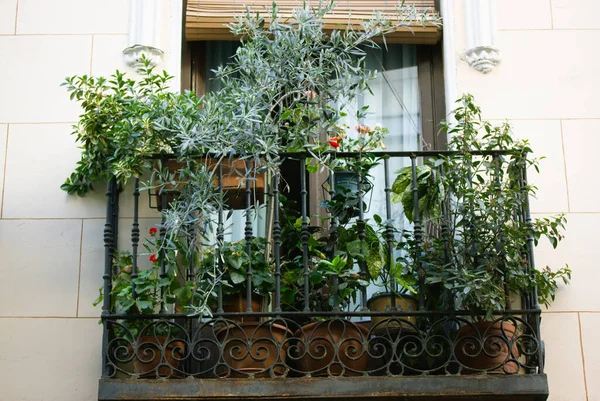 Urban Balkon Tuin Met Veel Levende Bloemen Potten Groeiende Groene — Stockfoto