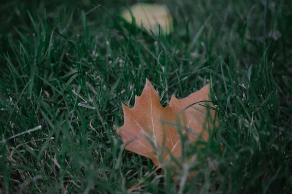 Groen Gras Met Een Gevallen Droog Bruin Esdoornblad Een Herfstpark — Stockfoto