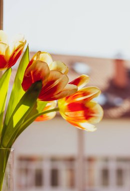 Cam vazodaki turuncu beyaz lale buketi modern bir apartmanın pencere pervazında duruyor. Evdeki rahat atmosfer. Bahar çiçekleri açıyor..
