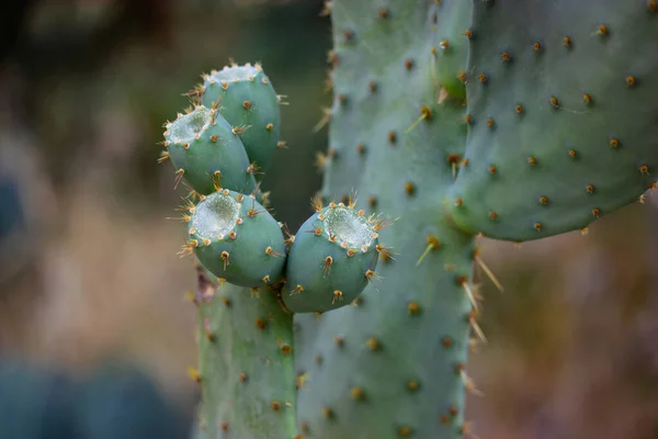 Ripe Wild Prickly Pear Cactus Young Nopal Sprouting Sharp Thorns — Stockfoto