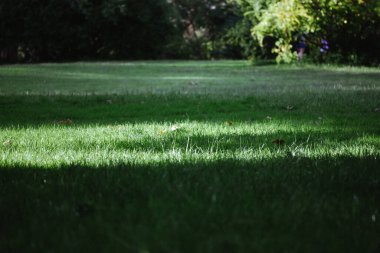 Güneşli bir günde, gölgeli bir parkta, ormanda kesilmiş çimenli yeşil çimenler. Yazın, ilkbaharda açık hava eğlencesi kavramı. Piknik alanı. Gündüz vakti çimenlerin üzerinde güneş ışığı lekeleri. Koyu yeşil orman.