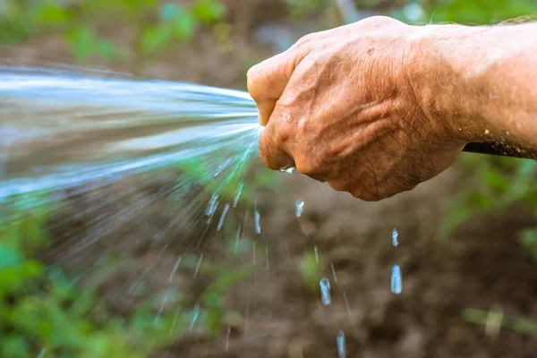 Man holding hose for watering plants in a garden. A powerful jet, a stream of clean water, drops aimed at the plants, on a lawn. Garden care at summer. Water hose close-up against green background.