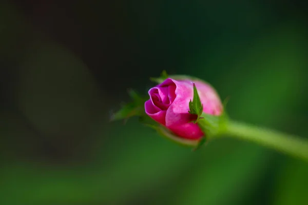 Délicat Petit Bouton Rose Non Ouvert Une Rose Thé Sur — Photo