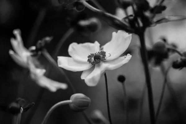 White Japanese anemones black and white photography. Growing hybrid plants in a botanical garden. Flowering of summer fall season plants. Macro photos of nature. Honorine jobert anemone flower closeup