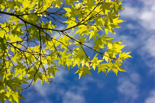 Maple Árvore Ramo Folhagem Verde Contra Céu Azul Dia Ensolarado — Fotografia de Stock