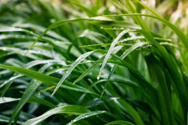 Yeşil sulu, uzun ıslak çimenler, çiğ damlaları, yağmurdan sonra bahçede bitki örtüsü. Soyut doğal arkaplan. Ekoloji teması, doğallık. Yumuşak odaklı otlar arka plandadır. Bahçe bitkileri büyüyen bakım.