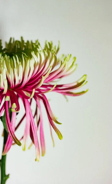Велика Купа Прекрасної Хризантеми Розанна Шарлотта Рожевими Зеленими Пелюстками Макрофотографія — стокове фото