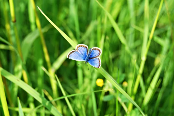 Borboleta em um fundo de grama verde — Fotografia de Stock