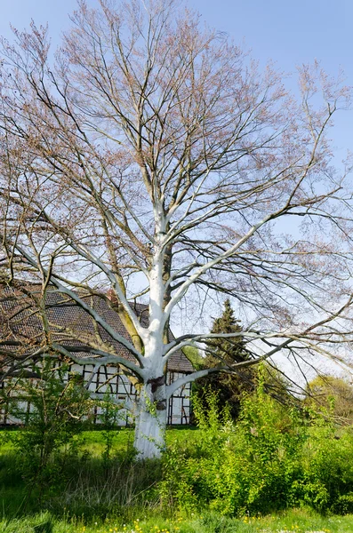 Baum mit weißer Rinde — Stok fotoğraf