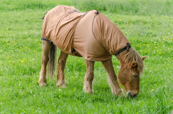 Paard met deken — Stockfoto