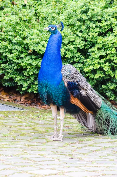 Peafowl pájaro faisán — Foto de Stock