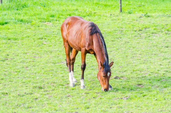 Pferdeweide — Stockfoto