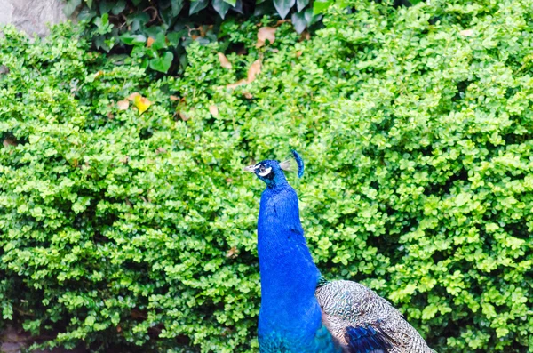 Peacock — Stock Photo, Image