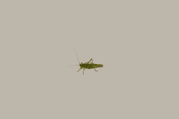 Μεγάλο Πράσινο Θάμνο Κρίκετ Tettigonia Viridisma Είναι Ένα Μεγάλο Είδος — Φωτογραφία Αρχείου