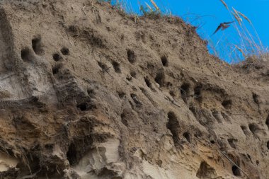 Almanya 'nın Baltık Denizi yarımadasındaki Ahrenshoop şehrinin kayalıklarında kırlangıçlar için kırlangıçlar..
