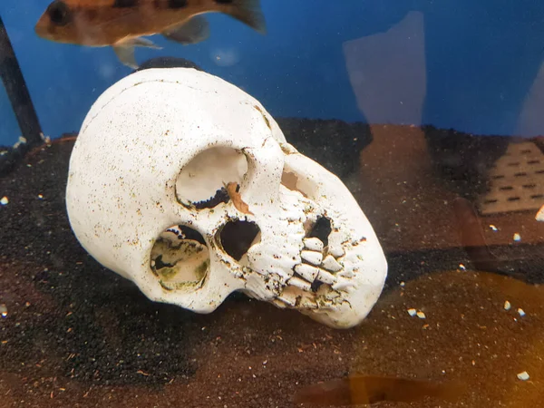Koponya Homokos Óceán Fenekén Kis Halakkal Tisztít Néhány Csontot — Stock Fotó