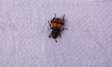 Kırmızı ve siyah böceğin Macro 'su (Trichodes apiarius) beyaz çiçekte görünür. Parlak Bee böceği (Trichodes apiarius).