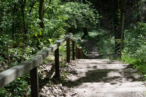 On the community narrow path of narrow stepping stones with handrail in the middle of a forest with tall trees at sunset or sunrise.