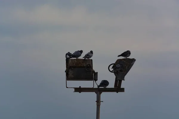 Many Pigeons Crowded Together — Stock Photo, Image