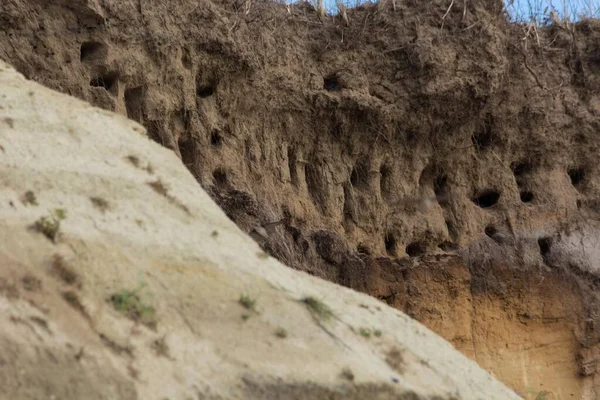 Almanya 'nın Baltık Denizi yarımadasındaki Ahrenshoop şehrinin kayalıklarında kırlangıçlar için kırlangıçlar..