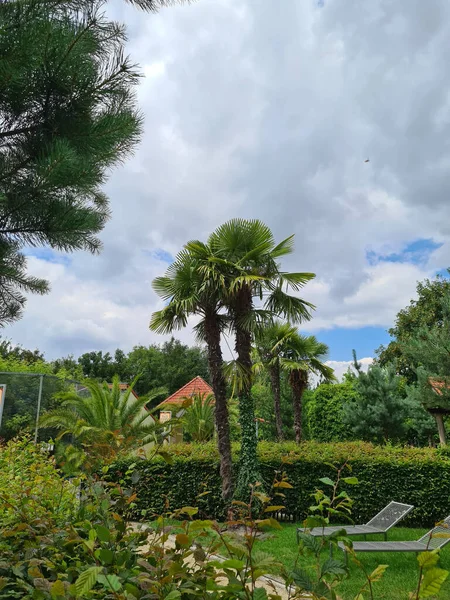 Parc Jardin Palmiers Avec Villa Méditerranéenne — Photo