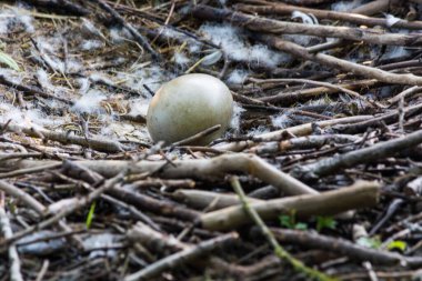 Abtskuecherteich 'teki Heiligenhaus' ta Kuğu Yuvası. Yavrusu olan anne kuş yüzmeyi öğreniyor. Baharda vahşi kuğular.