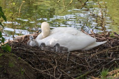 Abtskuecherteich 'teki Heiligenhaus' ta Kuğu Yuvası. Yavrusu olan anne kuş yüzmeyi öğreniyor. Baharda vahşi kuğular.