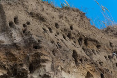Almanya 'nın Baltık Denizi yarımadasındaki Ahrenshoop şehrinin kayalıklarında kırlangıçlar için kırlangıçlar..