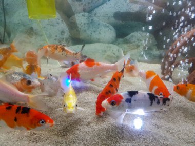 Pterophyllum Scalare akvaryum suyunda, sarı melek balığı, akvaryum konsepti