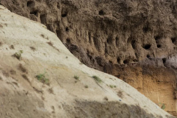 Almanya 'nın Baltık Denizi yarımadasındaki Ahrenshoop şehrinin kayalıklarında kırlangıçlar için kırlangıçlar..