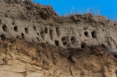 Almanya 'nın Baltık Denizi yarımadasındaki Ahrenshoop şehrinin kayalıklarında kırlangıçlar için kırlangıçlar..