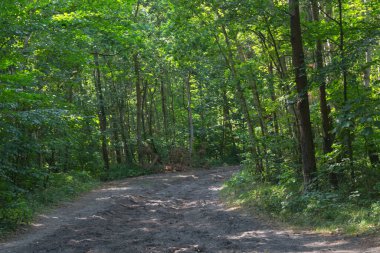 Baltık deniz kıyısı. Yazın sahilde çam ormanı. Vahşi doğa. Vahşi doğa
