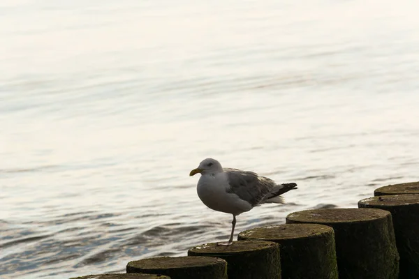 White Gulls Standing Wooden Breakwater Row Logs Driven Sea Floor — Stock Photo, Image