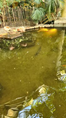 Şelalesi ve gölü olan cennet ormanı