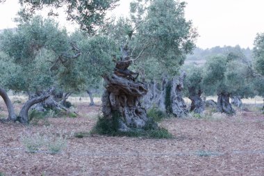 Zeytin ağaçları üst üste. Zeytin ağacı ekimi İspanya Mallorca'da.