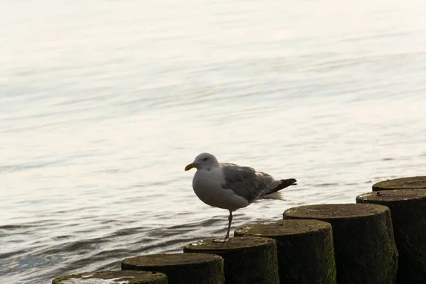White Gulls Standing Wooden Breakwater Row Logs Driven Sea Floor — Stock Photo, Image