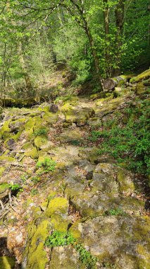 Moselle Vadisi 'ndeki Rosport' taki eski üzüm bağları Lüksemburg ve Almanya arasındaki sınırda 