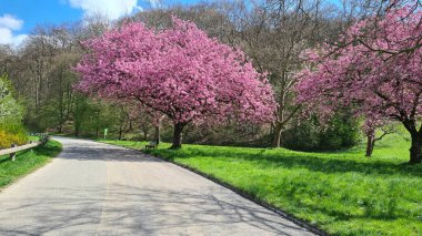 Moselle Vadisi 'ndeki Rosport' taki eski üzüm bağları Lüksemburg ile Almanya arasındaki sınırda.