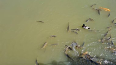 Muddy pond with many different fish