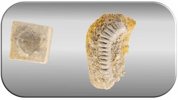 Fossila Arkeologiska Fossila Dig Kit Dinosaurie Dino Fot Havet Djur — Stockfoto