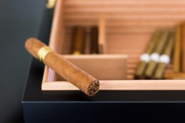 humidor içinde Dominik Purolar