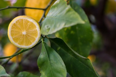 limon sorrento